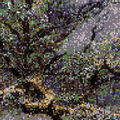 Oolong11