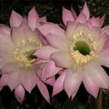 Sleepflower