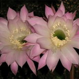 Sleepflower