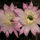 Sleepflower