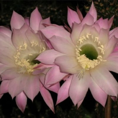 Sleepflower