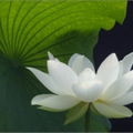 KarinaM
