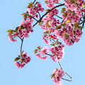 Tamarak92