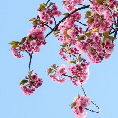 Tamarak92