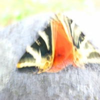 Elli