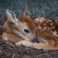 Floweryfawn