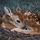 Floweryfawn