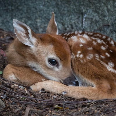 Floweryfawn