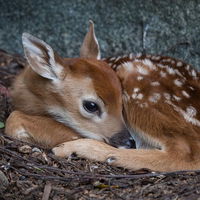 Floweryfawn