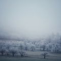 Frostlicht