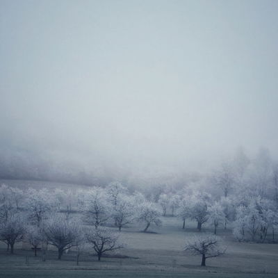 Frostlicht