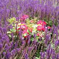 Lavendel18