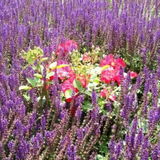 Lavendel18
