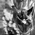Myhorses