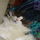 Thequeenbean