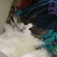Thequeenbean