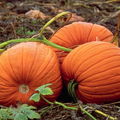 SrPumpkin