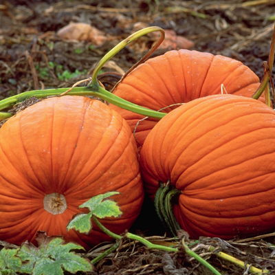 SrPumpkin