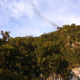Fragiola