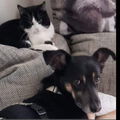 Catdog
