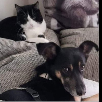 Catdog