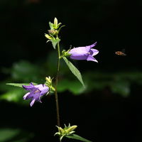 Wiesel7983