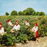 Rosevalley