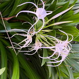Sampaguita