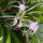Sampaguita