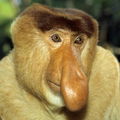 Kienante