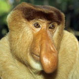 Kienante
