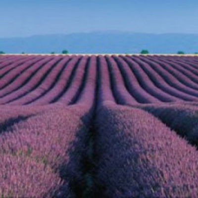 Grenui