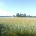 Bloeme