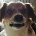 MrMogwai