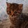 Moritzchen