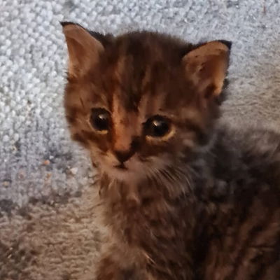 Moritzchen