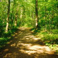 Forestfloor
