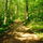 Forestfloor