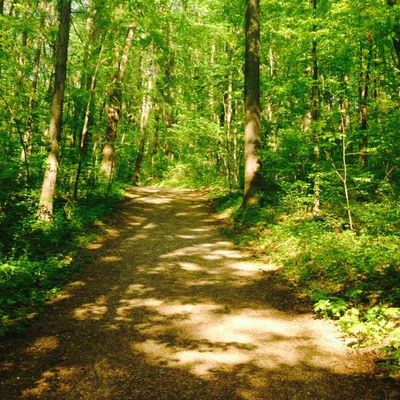 Forestfloor