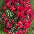 Josefina