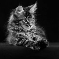 KittyKat
