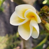 Silwa
