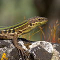 Lizard23