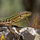 Lizard23