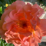 Rosenfranzi