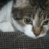 Orris