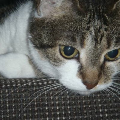 Orris