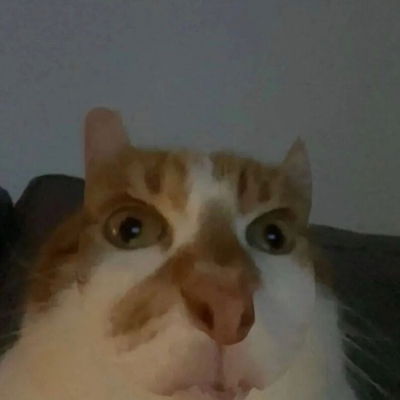 Spz