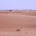 Desertrose