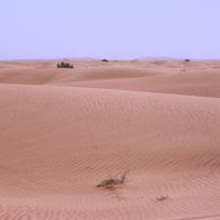 Desertrose